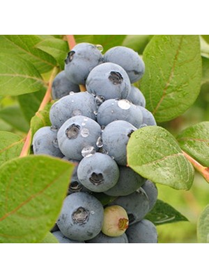 Fidan Sepetim 10 Adet Brigitta Çeşiti Yaban Mersini Fidanı Paketi