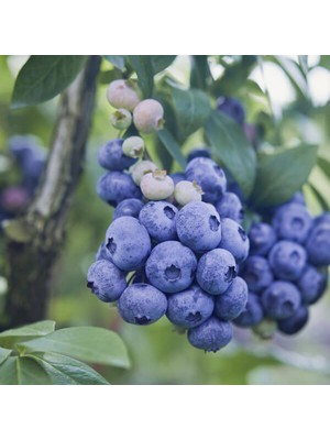 Fidan Sepetim 10 Adet O’neal Çeşiti Yaban Mersini Fidanı Paketi