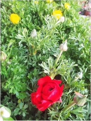 The Best Online Şakayık Bitkisi, Saksıda