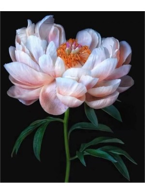 Marsilyan- Kanvas Şakayıkın Zarifliği Sayılarla Boyama Seti Rulo