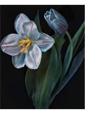 Marsilyan- Kanvas Yaşam Çiçeği 2 Sayılarla Boyama  Seti Rulo