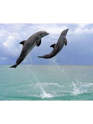 Marsilyan- Kanvas Yunusların Dansı Sayılarla Boyama Seti Rulo