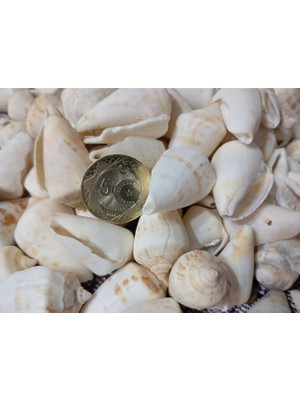 İpek Hobi  White Seula Kiloluk Deniz Kabuğu Akvaryum 250 Gr