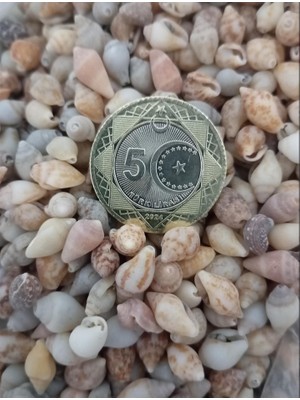 İpek Hobi   Yerli Nassa Shell 250 Gr Deniz Kabuğu
