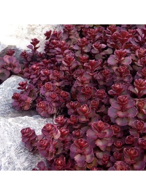 TNC Garden Groups Sedum Vodoo Kırmızı Dam Koruğu – Yer Örtücü Yayılıcı Bitki 45 Ade