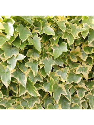 TNC Garden Groups Alacalı Hedera – Orman Sarmaşığı 100 – 150 cm 2 Adet