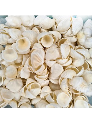İpek Hobi Clam Rose Cochles- Küçük Deniz Kabuğu (100 Gr)