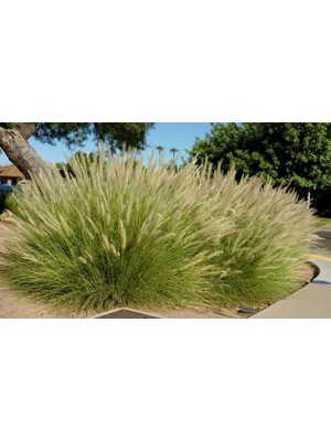 TNC Garden Groups Pennisetum Çalısı 20'li Set
