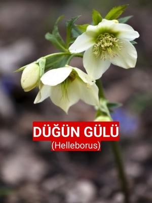 Nutyen Canlı Düğün Gülü - Noel Gülü - Helleborus - Danakıran Çiçeği - Bohça Otu - 1 Adet Tüplü 30-40 cm
