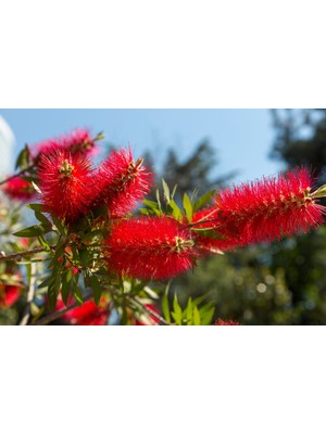 TNC Garden Groups Fırça Çalısı Callistemon