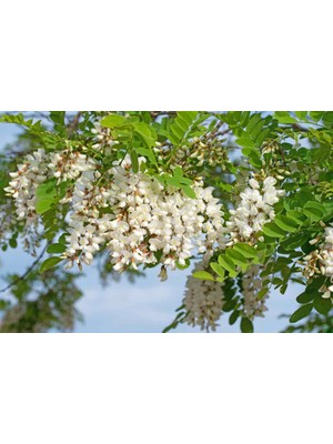 TNC Garden Groups Akasya Fidanı Beyaz Çiçekli  – Yalancı Akasya - Robinia pseudo-ac