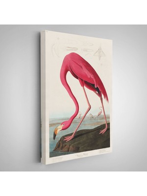 John James Audubon - Amerikan Flamingo TABLOSU-7301