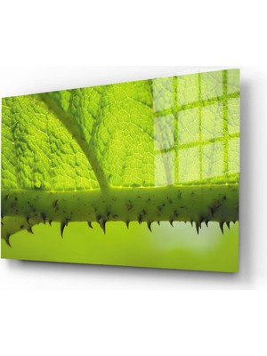 Marsilyan Doğa, Manzara 3D Dekoratif Baskı Yatay Cam Tablo 01