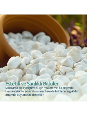 ODN Beyaz Dolomit Taş Dere Çakıl Taşı Bahçe Peyzaj Süs Taşı Saksı Teraryum Akvaryum Saksı Dipleri Kar Beyaz Taşlar