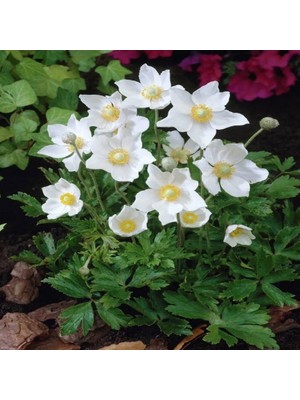 Miracle Pulsatilla Vulgaris Beyaz Dağ Lalesi Anemon Çiçeği Tohumu (5 Tohum)