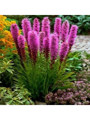 Miracle Purple Rose  Liatris Çiçeği Tohumu(40 Tohum)