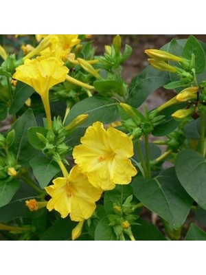 Miracle Sarı Rüya Yellow Akşam Sefası Çiçeği Tohumu(20 Tohum)