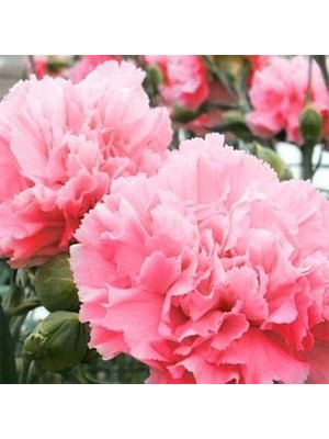 Miracle Gülpembe Renkli Karanfil Çiçeği Tohumu (25 Tohum)