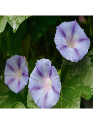 Miracle Caprice Gündüz Sefası Çiçeği Tohumu(10 Tohum)