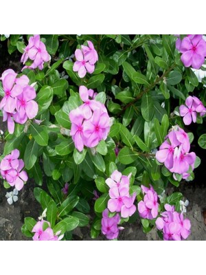 Miracle Vinca Rosea Little Pinkie Rozet Çiçeği Tohumu (20 Tohum)
