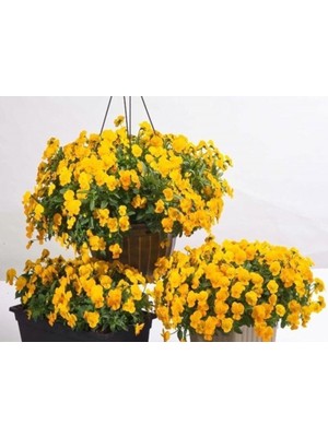 Miracle Dev Çiçekli Golden Gate Menekşe Çiçeği Tohumu(100 Tohum)