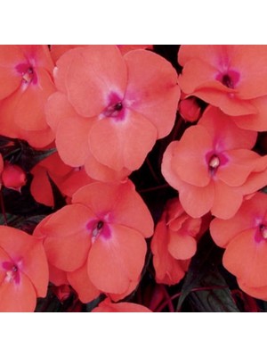 Saksılık Wallerine Baby Orange Bodur Cam Güzeli Çiçeği Tohumu(20 Tohum)