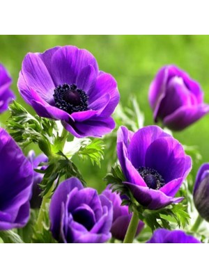 Miracle Pulsatilla Vulgaris Violet Dağ Lalesi Anemon Çiçeği Tohumu (5 Tohum)
