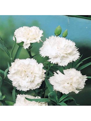 Miracle Chabaud White Katmerli Karanfil Çiçeği Tohumu(70 Adet)