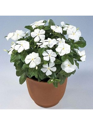 Miracle Vinca Rosea Pure White Rozet Çiçeği Tohumu (20 Tohum)