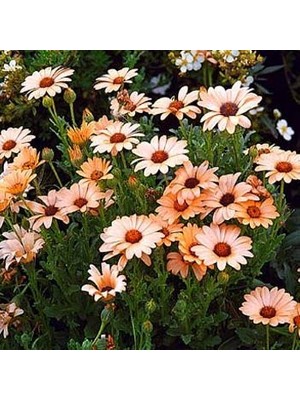 Miracle Somon Renkli Afrika Papatyası Çiçeği Tohumu(25 Tohum)