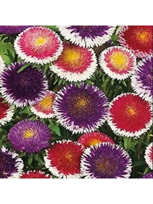 Miracle Pompon Hinomaru Mixed Aster Çiçeği Tohumu(50 Tohum)