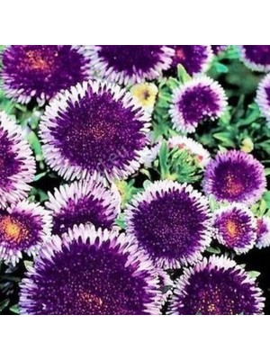 Miracle Pompon Blue Moon Aster Çiçeği Tohumu (50 Tohum)