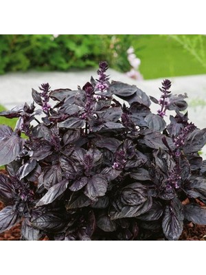 Miracle Ata Tohumları Geleneksel Red Freddy Kırmızı Tatlı Fesleğen Tohumu(100 Tohum)