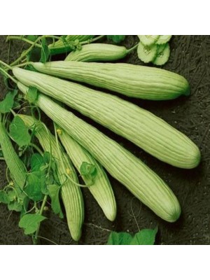 Miracle Ince Uzun Geleneksel Ege Acur Tohumu (20 Tohum)