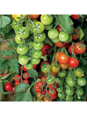 Miracle Helix F1 Çeri Domates Tohumu (10 Tohum)