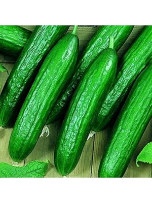 Miracle Bol Döken Kokulu Beith Alpha F1 Salatalık Tohumu (10 Adet)