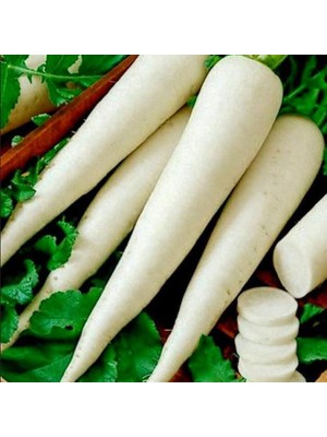 Miracle Geleneksel Tohumu Anadolu Lezzetli Uzun Beyaz Turp Tohumu (50 Tohum)