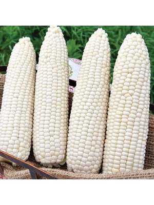 Miracle Ata Tohumları Geleneksel Hickory King White Beyaz Süt Mısırı Tohumu(5 Tohum)