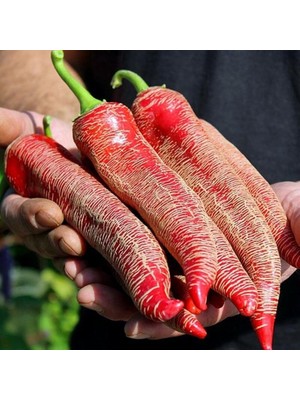 Miracle Ata Tohumları Geleneksel Çok Acı Arnavut Biber Tohumu (15 Adet)