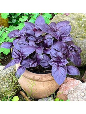 Miracle Ata Tohumları Geleneksel Saksılık Mor Fesleğen Tohumu (100 Tohum)