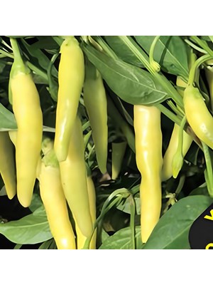 Miracle Geleneksel Yellow Stone Acı  Biber Tohumu (50 Tohum)