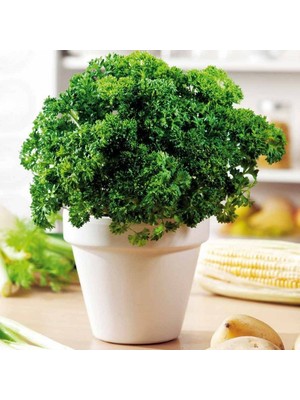 Miracle Geleneksel Tohumları Moss Curled Frenk Maydanozu Tohumu (100 Tohum)