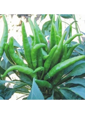 Miracle Geleneksel Five Finger Acı Süs Biberi Tohumu  (70 Adet)