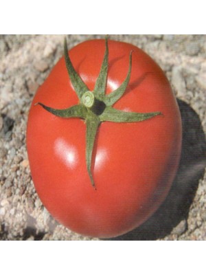 Miracle Bt 236 F1 Hibrit Oturak Domates Tohumu (10 Tohum)