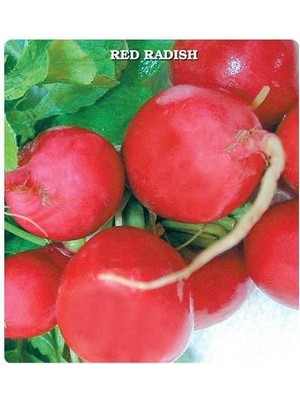 Miracle Ata Tohumları Gelenelsel Anadolu İri Kırmızı Turp Tohumu (50 Tohum)