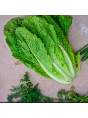 Miracle Geleneksel Ata Tohumları Soğuğa Dayanıklı Ulukule Marul Tohumu(800 Tohum)