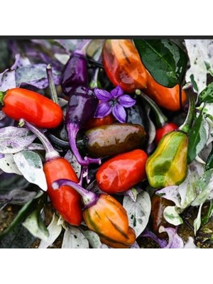 Miracle Ata Tohumları Geleneksel Jigsaw Acı Biber Tohumu (15 Adet)