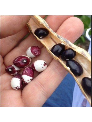 Miracle Geleneksel Ata Tohumları Inca Pea Fasulye Tohumu   (10 Tohum)