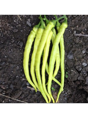 Miracle Geleneksel Yalova Çorbacı Lezzetli Sarı Sivri Tatlı Biber Tohumu (50 Tohum)