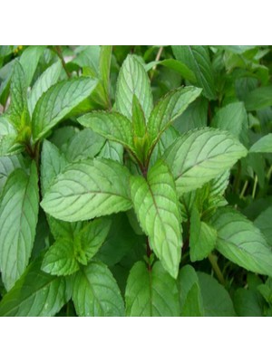 Miracle Geleneksel Kokulu Anadolu Nanesi Tohumu (100 Adet)